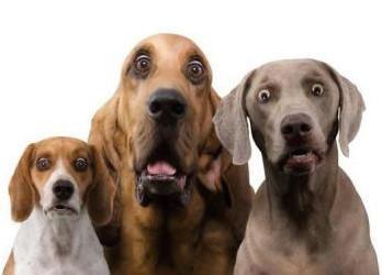 狗叫在线观看,揭秘狗狗世界的欢乐与温情